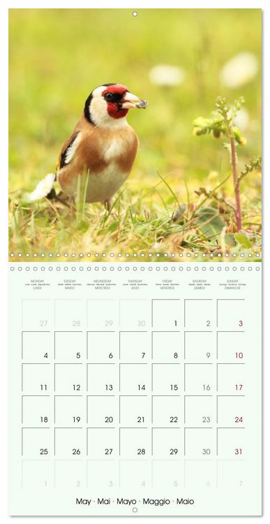 Produktbild: La parade des plumes (Calendrier mural carr&eacute; 2026 30x30 cm) Calendrier double avec une page pour vos prises de notes