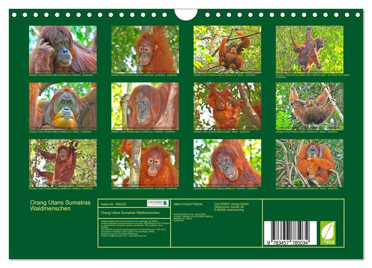Produktbild: Orang Utans Sumatras Waldmenschen (Wandkalender 2026 DIN A4 quer), CALVENDO Monatskalender