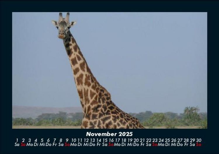 Produktbild: Giraffen 2025 Fotokalender DIN A5