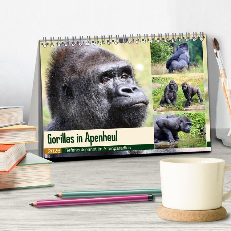 Produktbild: Flachlandgorillas in Apenheul (Tischkalender 2026 DIN A5 quer), CALVENDO Monatskalender