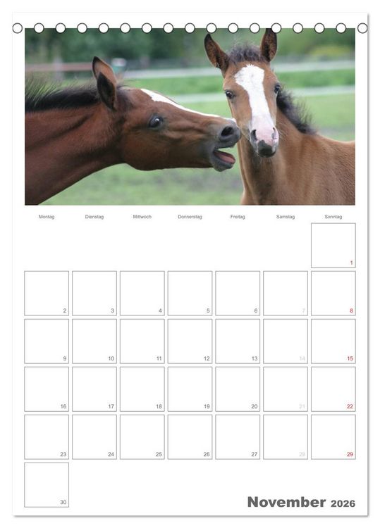Produktbild: Fohlen und Jungpferde (Tischkalender 2026 DIN A5 hoch), CALVENDO Monatskalender