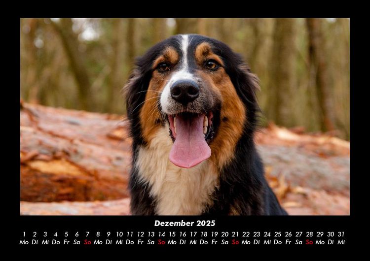 Produktbild: Hundezauber 2025 Fotokalender DIN A3