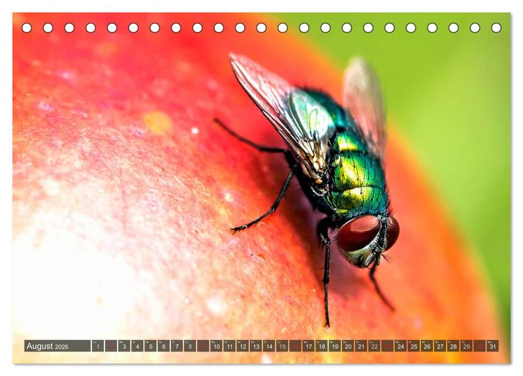 Produktbild: INSEKTEN - Makrofotografie in freier Natur (Tischkalender 2026 DIN A5 quer), CALVENDO Monatskalender