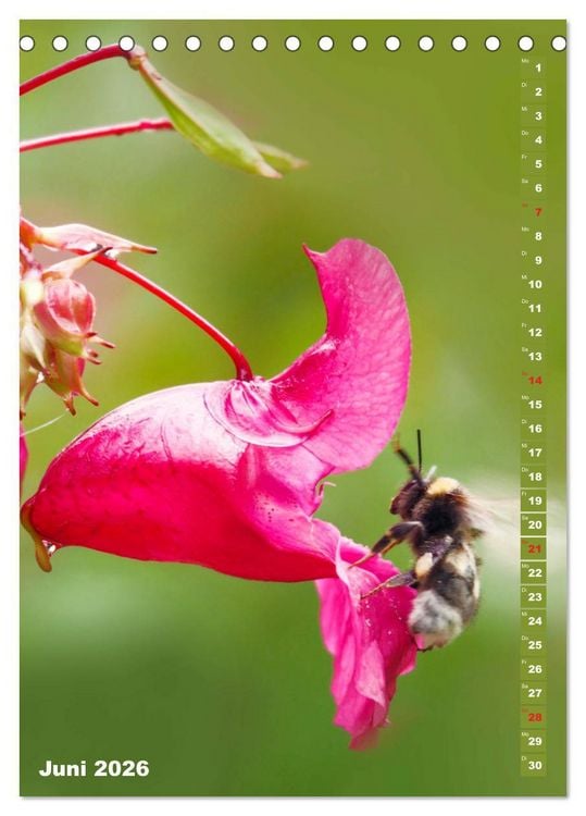 Produktbild: Blossom Love, von Bienen und Hummeln (Tischkalender 2026 DIN A5 hoch), CALVENDO Monatskalender