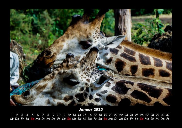 Produktbild: Giraffen 2025 Fotokalender DIN A3
