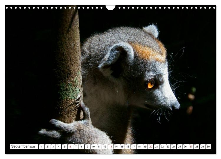 Produktbild: Madagaskar (Wandkalender 2026 DIN A3 quer), CALVENDO Monatskalender