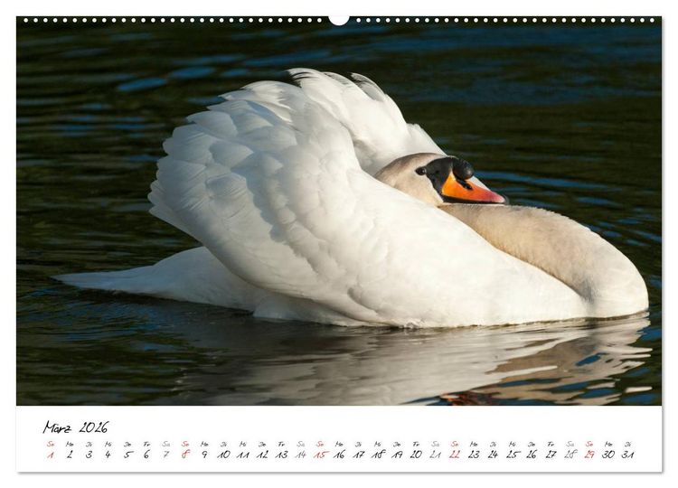 Produktbild: Ein Jahr mit den Schw&auml;nen (Wandkalender 2026 DIN A2 quer), CALVENDO Monatskalender