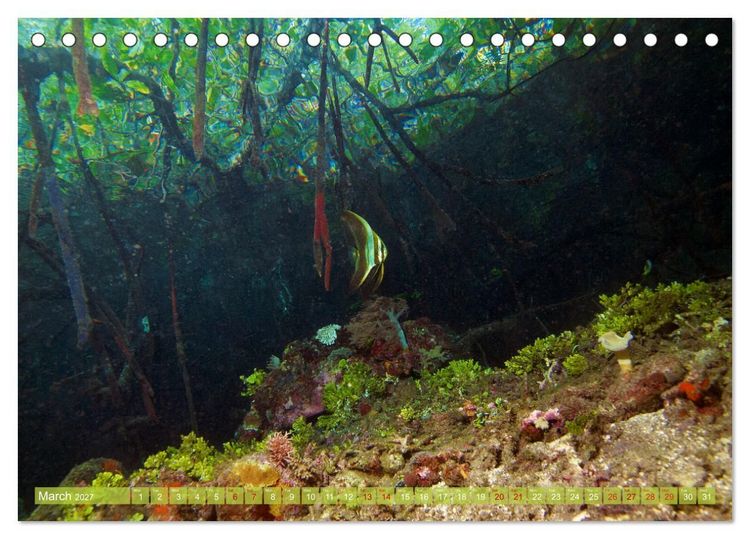 Produktbild: Mangroves - Valuable Habitat (Desk Calendar 2027 DIN A5 landscape), CALVENDO 12 Month DeskCalendar