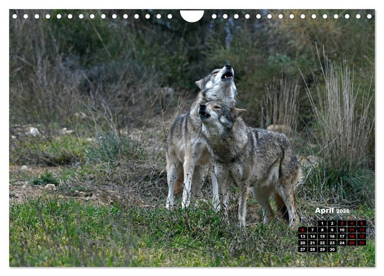 Produktbild: Willkommen Wolf (Wandkalender 2026 DIN A4 quer), CALVENDO Monatskalender