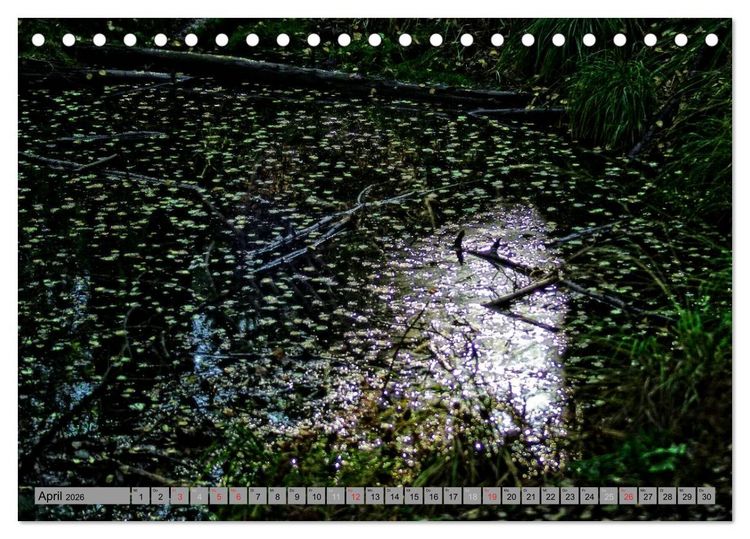 Produktbild: Spaziergang durch den Zauberwald (Tischkalender 2026 DIN A5 quer), CALVENDO Monatskalender