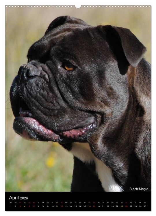 Produktbild: Bulldoggen-Gesichter (hochwertiger Premium Wandkalender 2026 DIN A2 hoch), Kunstdruck in Hochglanz