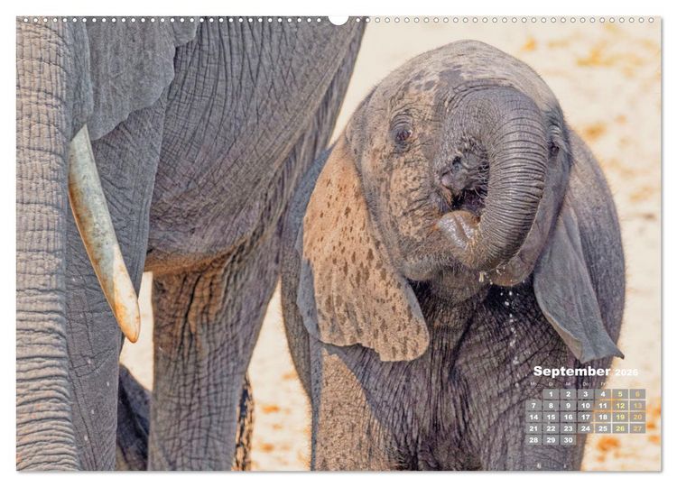 Produktbild: Elefantenkinder: Winzlinge im Land der Riesen (hochwertiger Premium Wandkalender 2026 DIN A2 quer), Kunstdruck in Hochglanz