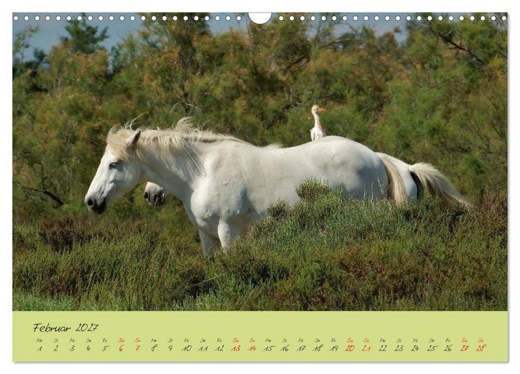 Produktbild: Wildes S&uuml;dfrankreich (Wandkalender 2027 DIN A3 quer), CALVENDO Monatskalender