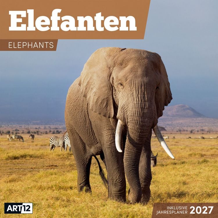 Produktbild: Elefanten Kalender 2027 - 30x30 - Art12