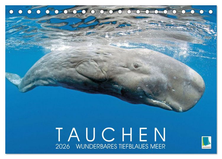 Produktbild: Tauchen: Wunderbares tiefblaues Meer (Tischkalender 2026 DIN A5 quer), CALVENDO Monatskalender