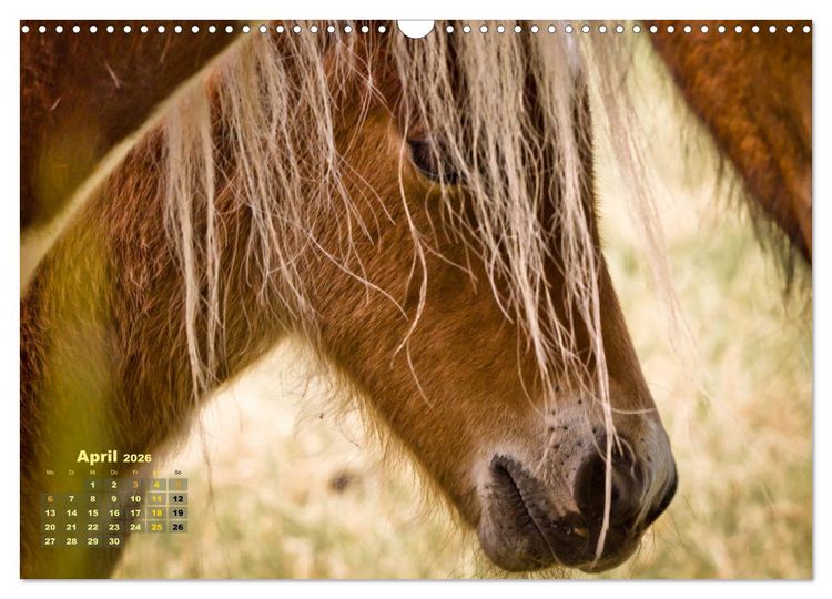 Produktbild: Wunderbare Fohlen (Wandkalender 2026 DIN A3 quer), CALVENDO Monatskalender