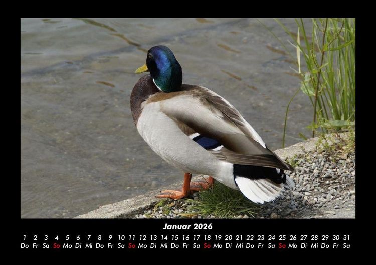 Produktbild: Enten 2026 Fotokalender DIN A3