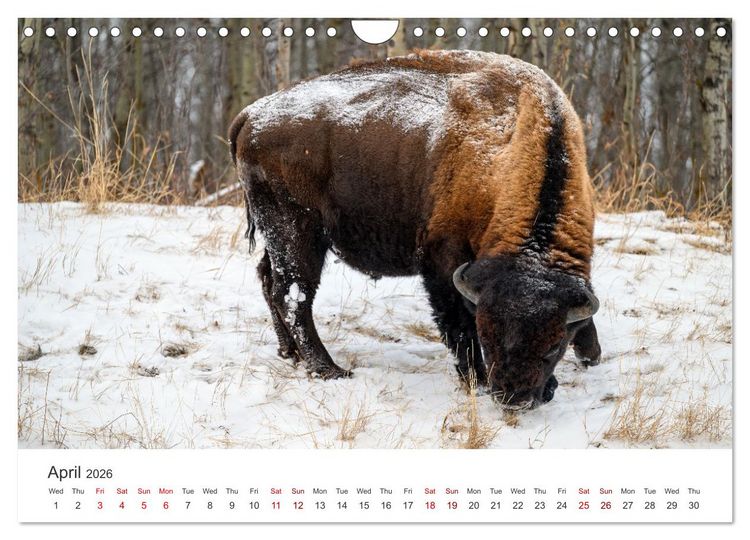 Produktbild: Wild Canada (Wall Calendar 2026 DIN A4 landscape), CALVENDO 12 Month Wall Calendar