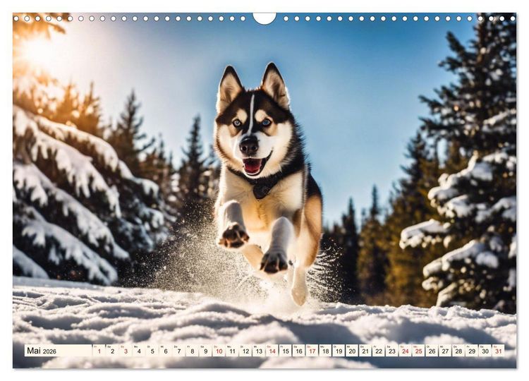 Produktbild: Siberian Huskies - die Extremsportler (Wandkalender 2026 DIN A3 quer), CALVENDO Monatskalender