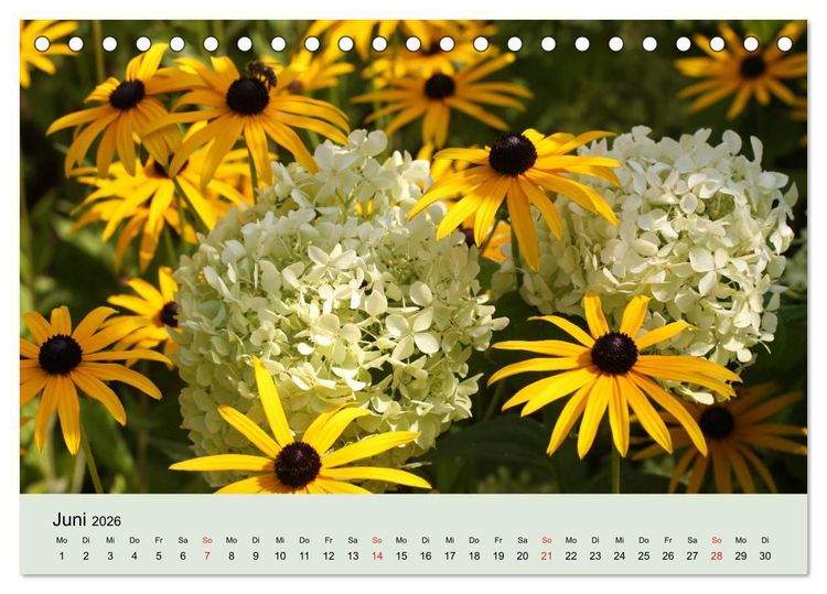 Produktbild: Hortensien Bl&uuml;hen und Vergehen (Tischkalender 2026 DIN A5 quer), CALVENDO Monatskalender