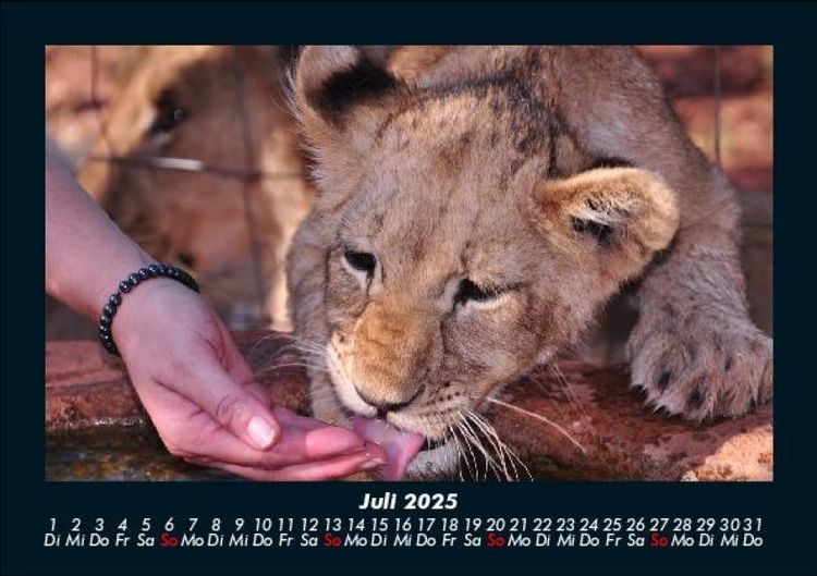 Produktbild: L&ouml;wen in der Wildnis 2025 Fotokalender DIN A5