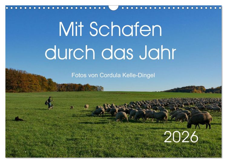 Produktbild: Mit Schafen durch das Jahr (Wandkalender 2026 DIN A3 quer), CALVENDO Monatskalender