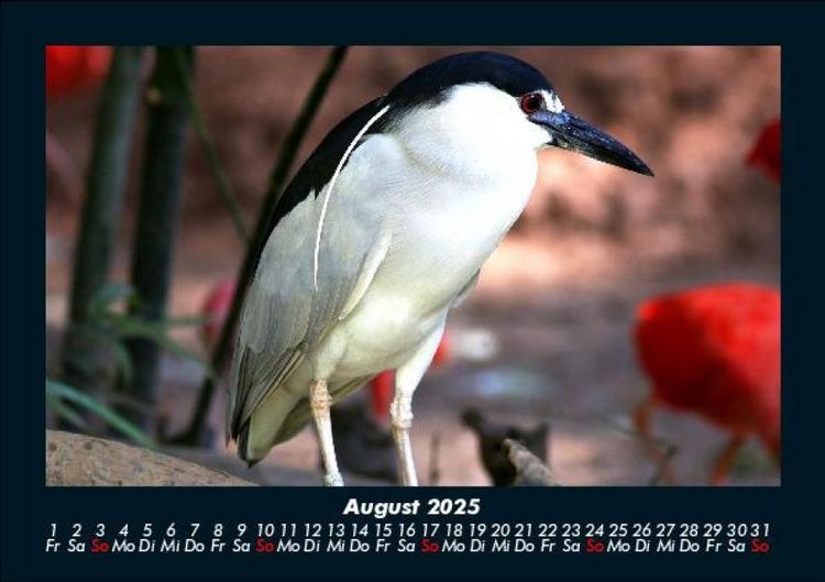 Produktbild: Welt der V&ouml;gel 2025 Fotokalender DIN A5