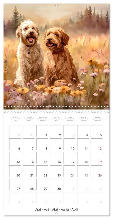Produktbild: Aussiedoodle - Dogs to love (Wall Calendar 2026 12 &times; 12 Inch) CALVENDO 12 Month Wall Calendar