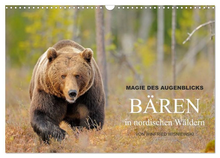 Produktbild: Magie des Augenblicks - B&auml;ren in nordischen W&auml;ldern (Wandkalender 2027 DIN A3 quer), CALVENDO Monatskalender