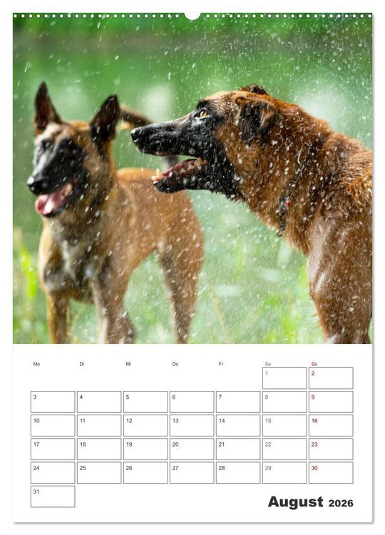 Produktbild: Malinois Power auf vier Pfoten (Wandkalender 2026 DIN A2 hoch), CALVENDO Monatskalender
