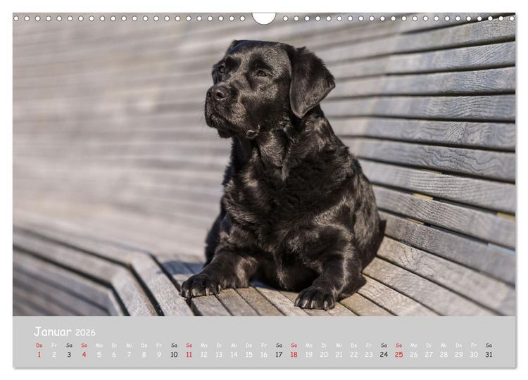 Produktbild: Liebenswerter Labrador 2026 (Wandkalender 2026 DIN A3 quer), CALVENDO Monatskalender