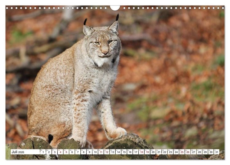Produktbild: Waldtiere (Wandkalender 2026 DIN A3 quer), CALVENDO Monatskalender