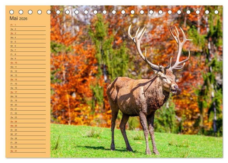 Produktbild: Wir sind die Stars im Wald (Tischkalender 2026 DIN A5 quer), CALVENDO Monatskalender