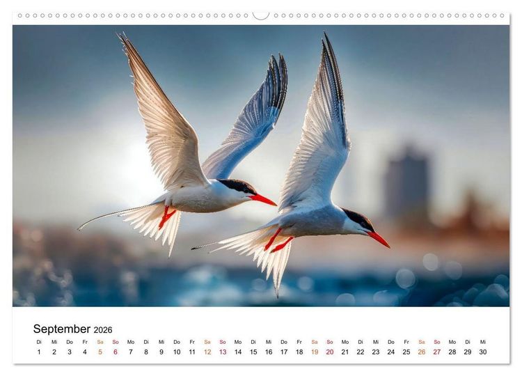 Produktbild: Seeschwalben - Meister der L&uuml;fte (hochwertiger Premium Wandkalender 2026 DIN A2 quer), Kunstdruck in Hochglanz