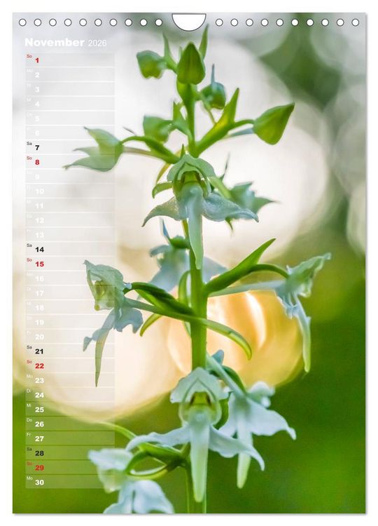 Produktbild: Auf der Suche nach Orchideen in Deutschland (Wandkalender 2026 DIN A4 hoch), CALVENDO Monatskalender