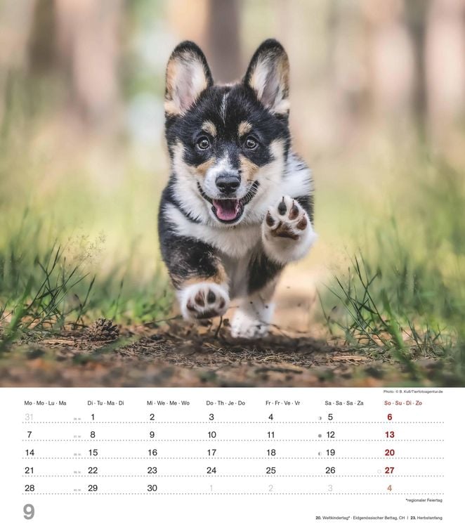 Produktbild: Niedliche Hundekinder 2026 - Wand-Kalender - Tier-Kalender - 30x34