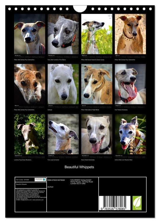 Produktbild: Beautiful Whippets (Wall Calendar 2026 DIN A4 portrait), CALVENDO 12 Month Wall Calendar