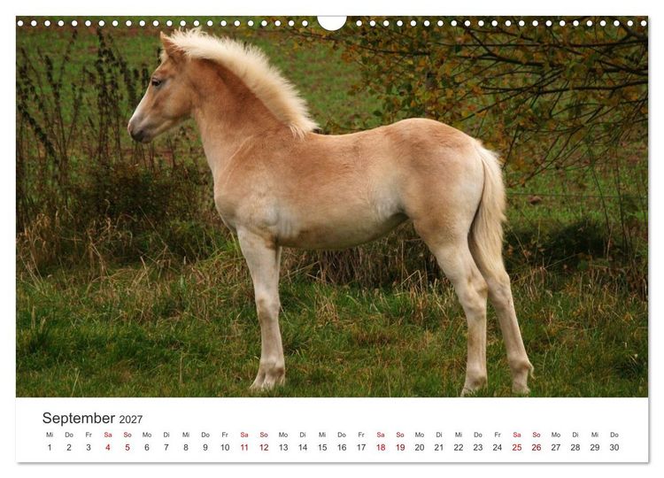 Produktbild: Haflinger - blonde Sch&ouml;nheiten (Wandkalender 2027 DIN A3 quer), CALVENDO Monatskalender