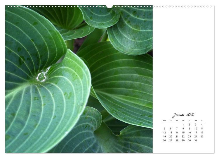 Produktbild: Blattkunst (hochwertiger Premium Wandkalender 2026 DIN A2 quer), Kunstdruck in Hochglanz