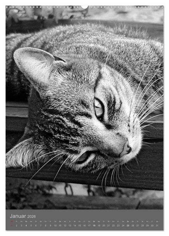 Produktbild: Sonja Heller Katzen in SW-Portraits (hochwertiger Premium Wandkalender 2026 DIN A2 hoch), Kunstdruck in Hochglanz