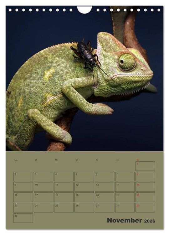 Produktbild: Minidrachen - Die kleinen Nachkommen der Urzeitmonster (Wandkalender 2026 DIN A4 hoch), CALVENDO Monatskalender