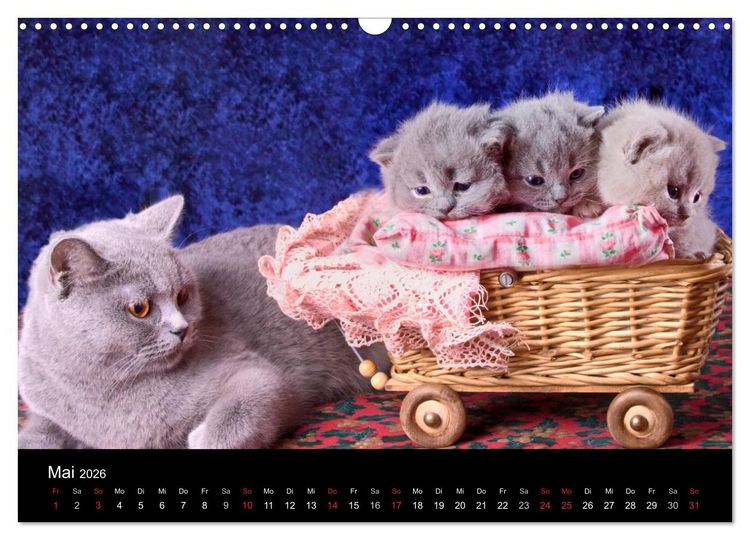 Produktbild: Britisch Kurzhaar Katzen (Wandkalender 2026 DIN A3 quer), CALVENDO Monatskalender