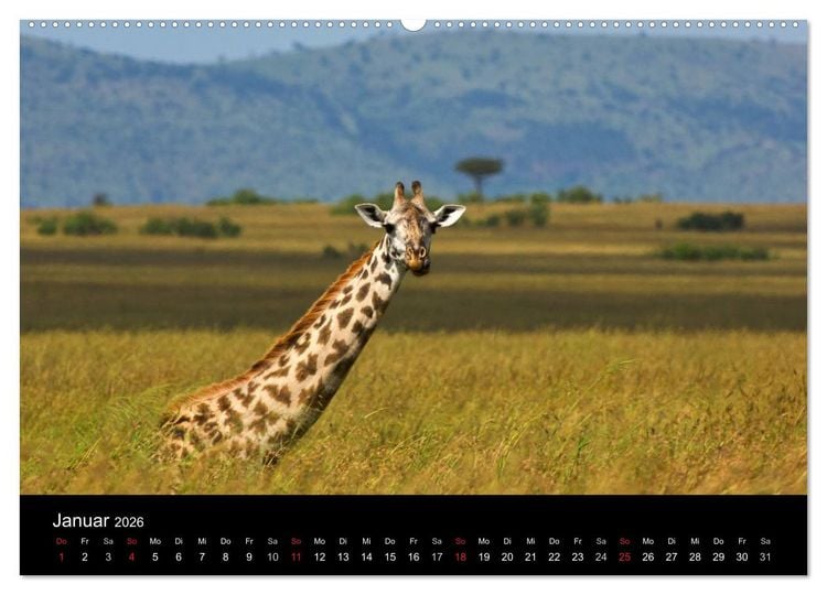 Produktbild: GIRAFFEN - Liebliche Riesen der afrikanischen Savanne (Wandkalender 2026 DIN A2 quer), CALVENDO Monatskalender