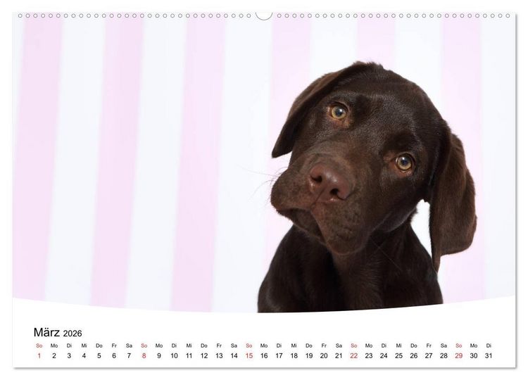 Produktbild: Labrador Welpen - Labrador Puppies (hochwertiger Premium Wandkalender 2026 DIN A2 quer), Kunstdruck in Hochglanz