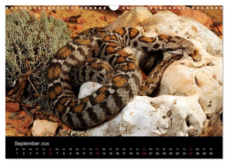 Produktbild: REPTILIEN IM TERRARIUM (Wandkalender 2026 DIN A3 quer), CALVENDO Monatskalender