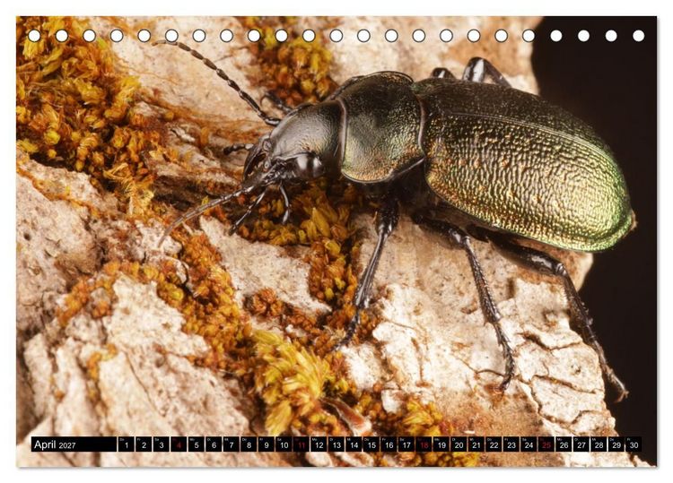 Produktbild: LAUFK&Auml;FER - CARABIDAE (Tischkalender 2027 DIN A5 quer), CALVENDO Monatskalender