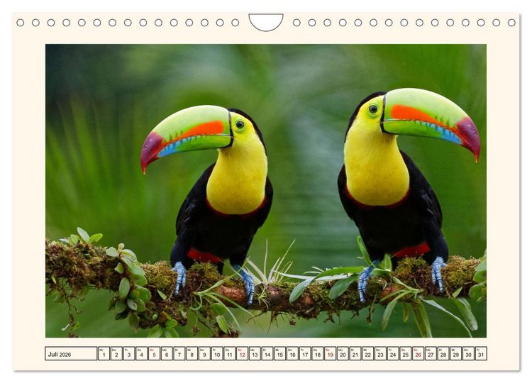 Produktbild: Tukane - Clowns im Dschungel (Wandkalender 2026 DIN A4 quer), CALVENDO Monatskalender