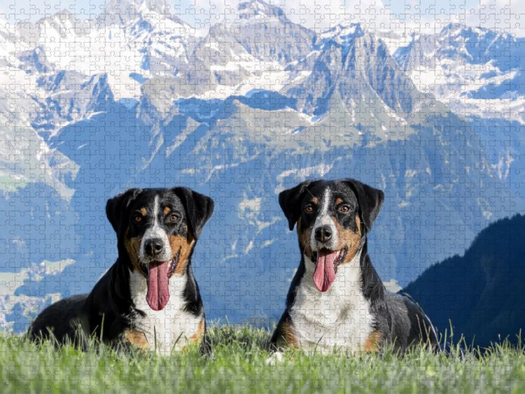 Produktbild: CALVENDO Puzzle Appenzeller H&uuml;ndinnen in der Schweizer Heimat | 1000 Teile Lege-Gr&ouml;&szlig;e 64x48cm Foto-Puzzle f&uuml;r gl&uuml;ckliche Stunden