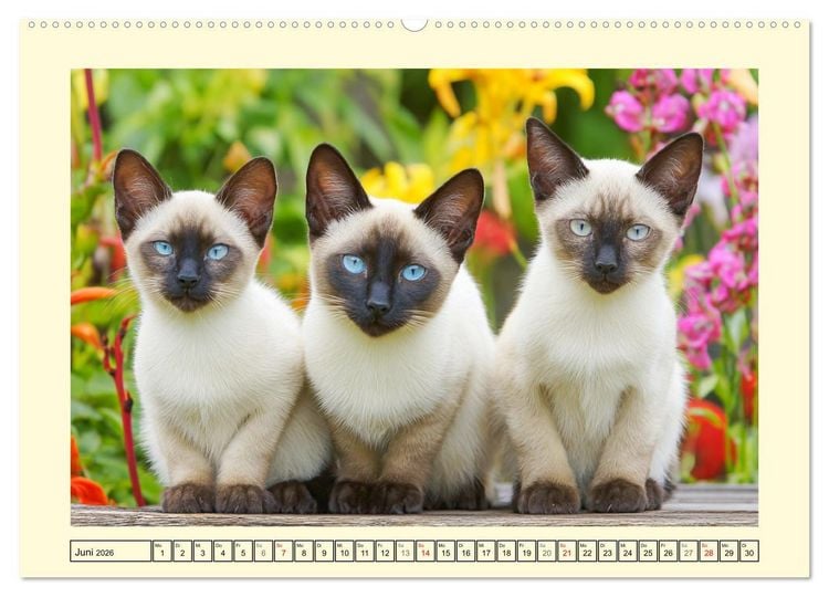 Produktbild: Sch&ouml;ne Katzen. Beliebte Samtpfoten im Garten (Wandkalender 2026 DIN A2 quer), CALVENDO Monatskalender