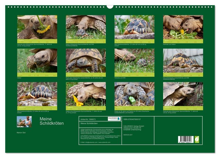 Produktbild: Meine Schildkr&ouml;ten (Wandkalender 2026 DIN A2 quer), CALVENDO Monatskalender